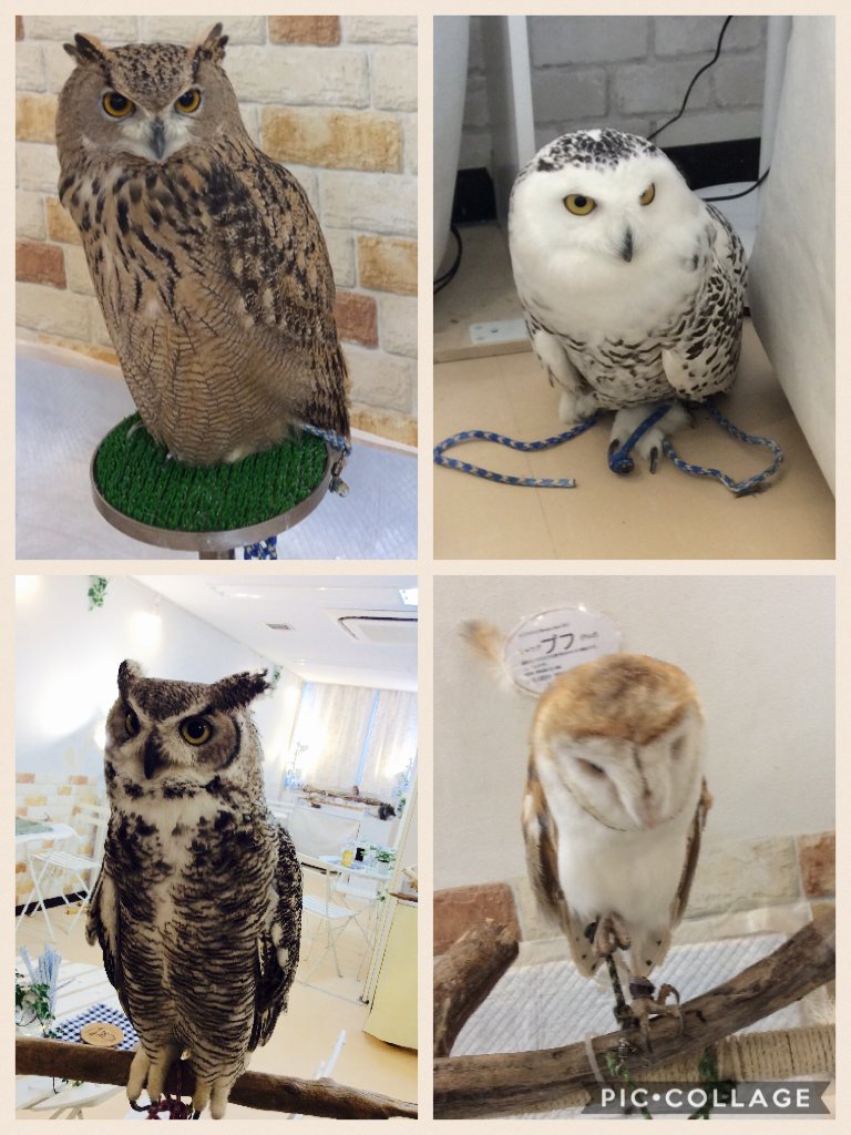 フクロウカフェで出会った子たちです?  