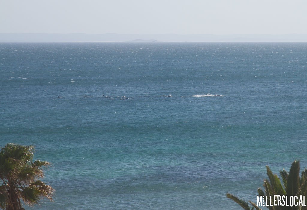 Millerslocal tweet media