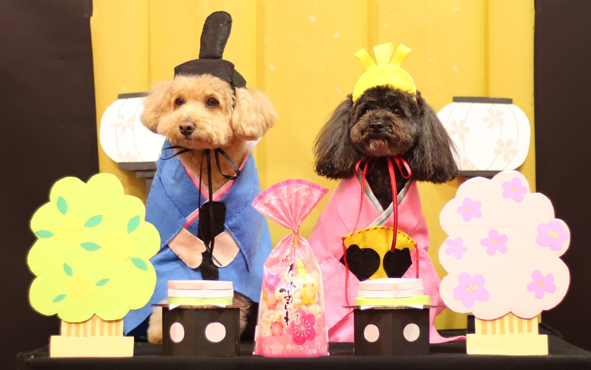 肉球のきもち 今日はひな祭り うに姫ともずくお殿様 今日で終わりですが しばらく撮影ブースおいてます お気軽にお立ち寄りください おひな様 お内裏さま ひな祭り 3月3日 もずく うに 神楽坂 ドックカフェ トイプードル セルフスパ