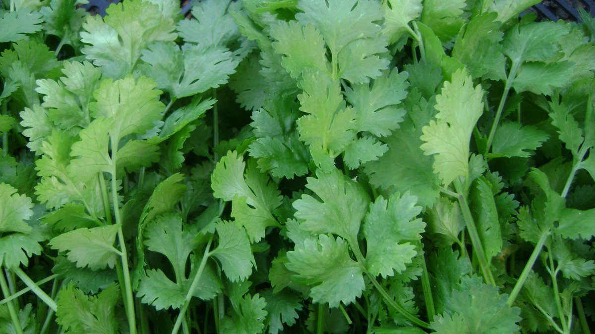 sbuyeronline's tweet photo. #SPINACHES @sbuyeronline
English: Coriander Leaves
Tamil: Kothamalli
Hindi: Hara dhania
Malayalam: Kothamalli
https://t.co/ZmQ1B1wb8F https://t.co/iaFWPhWEJ0