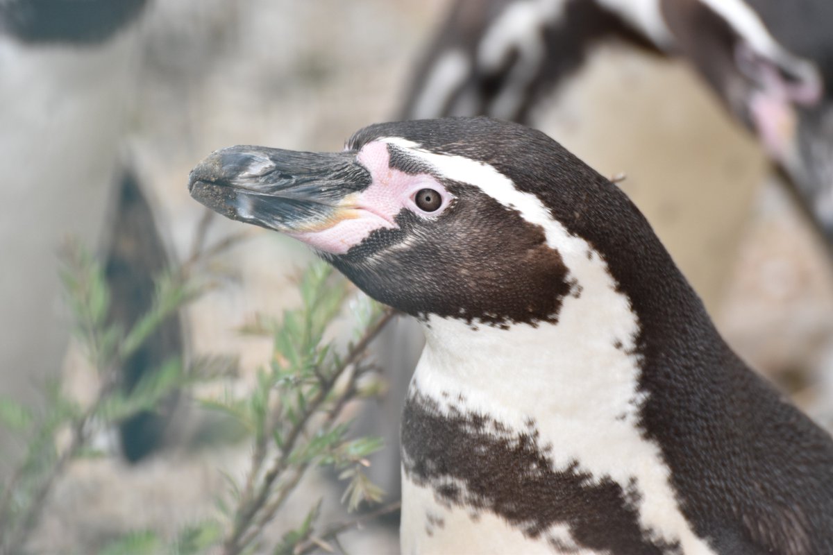 脳廻 ペンギンってシルエットも仕草もかわいいけど実は目がかなり怖いのでアップでかわいくとるのがかなり難しい動物だと思う 脳廻 ペンギンってシルエットも仕草もかわいいけど実は目がかなり怖いのでアップでかわいくとるのがかなり難しい動物だと思う