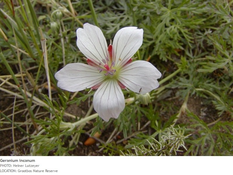 TheFynbosTrail's tweet photo. #FynbosFact Bergtee/vrouebossie (Geranium incanum),is medicinal.Tea was made from its leaves for bladder infections/ menstruation ailments. https://t.co/hNlCbK5uuB