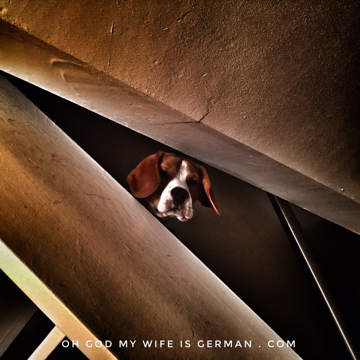 yetithebeagle's tweet image. &quot;Good evening, Mr. Bond.&quot; #Evil #Dogs of #Twitter