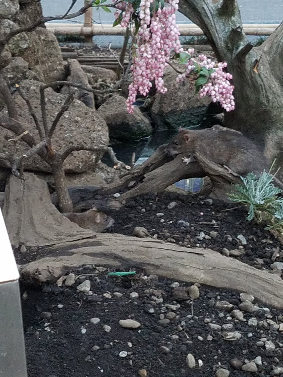 青twk בטוויטר ハチ公横の花壇普通にネズミの巣になってんのねwwwwww