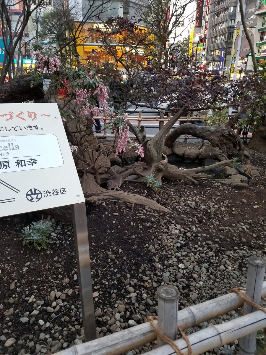 青twk בטוויטר ハチ公横の花壇普通にネズミの巣になってんのねwwwwww