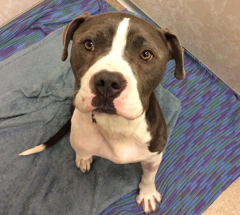 dodo's tweet photo. Gibson, a dog who lost his leg, gets special therapy to help him heal https://t.co/B4n73aSjSF https://t.co/lifhU8IUID