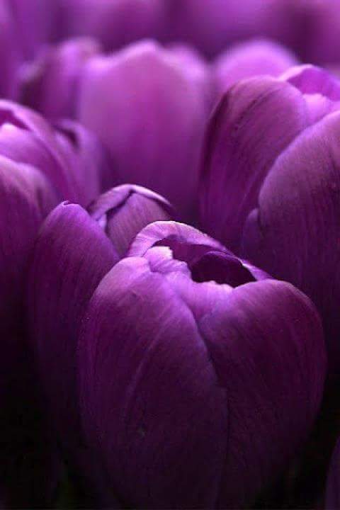 StarDust_RoLL's tweet photo. A magic SpRing ❤ #love #springday #music https://t.co/j77A4MOziV