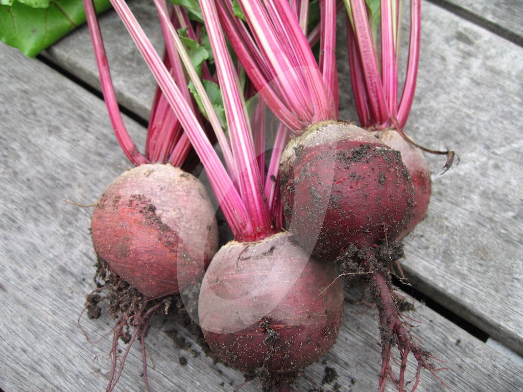 Свекла. Корнеплод свеклы. Свекла в ящике. Лучшие сорта свеклы для хранения на зиму. Буряк сорт чарли.