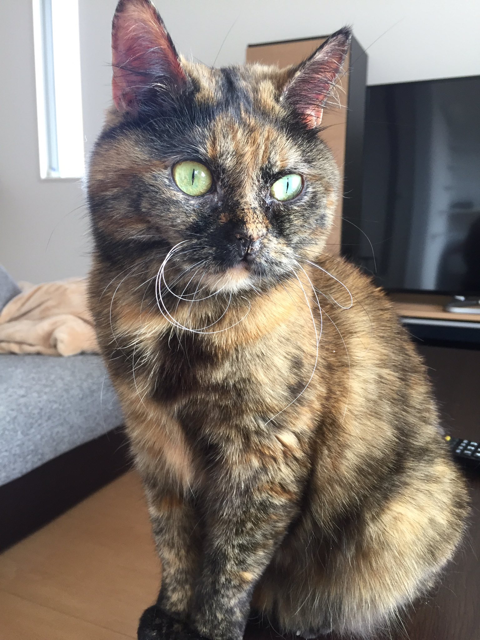 猫のひげ様 Amazon | 猫のひげコレクション、ユニークなデザイン 材料パック