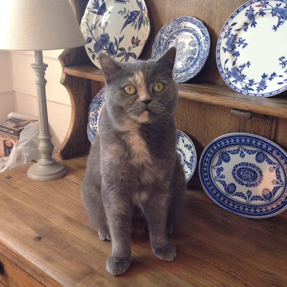 OrlaghtheCat's tweet photo. MISSING CAT. Orla went missing from our home in Wingerworth, Chesterfield on 23rd Feb. Please share. #haveyouseenOrla? #missing https://t.co/Wv7kRXeUmM