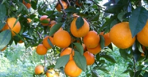Il nostro viaggio nelle Dop siciliane certificate dall'Izs Sicilia - L'ARANCIA DI RIBERA cronachedigusto.it/archiviodal-05…