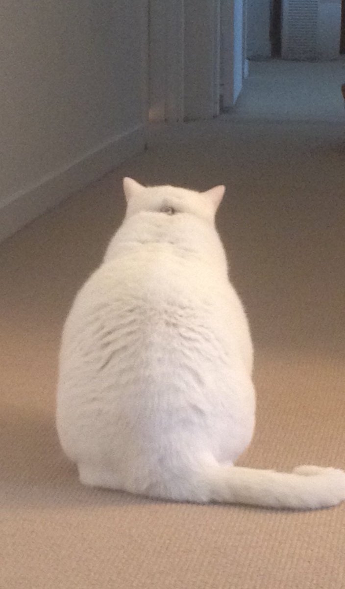 The Fat Cat tweet media