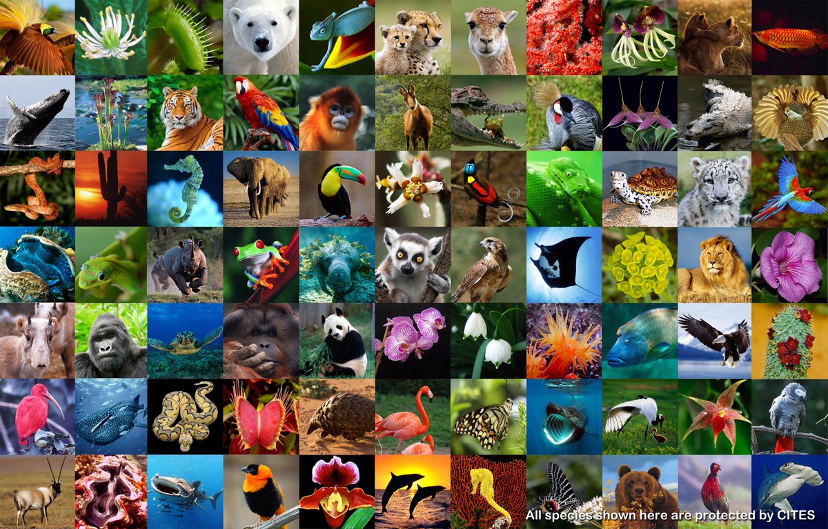 CITES's tweet photo. All #wildlife matter on #WorldWildifeDay – which one are you helping to protect? Share your photo or video using #Youth4Wildlife #WWF2017 https://t.co/r64USUbEml