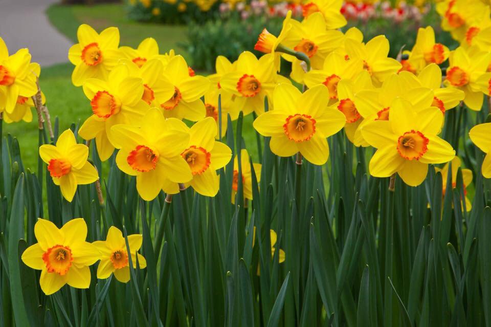 pbllsg's tweet photo. Happy St Davids Day https://t.co/zhAjOhRyER