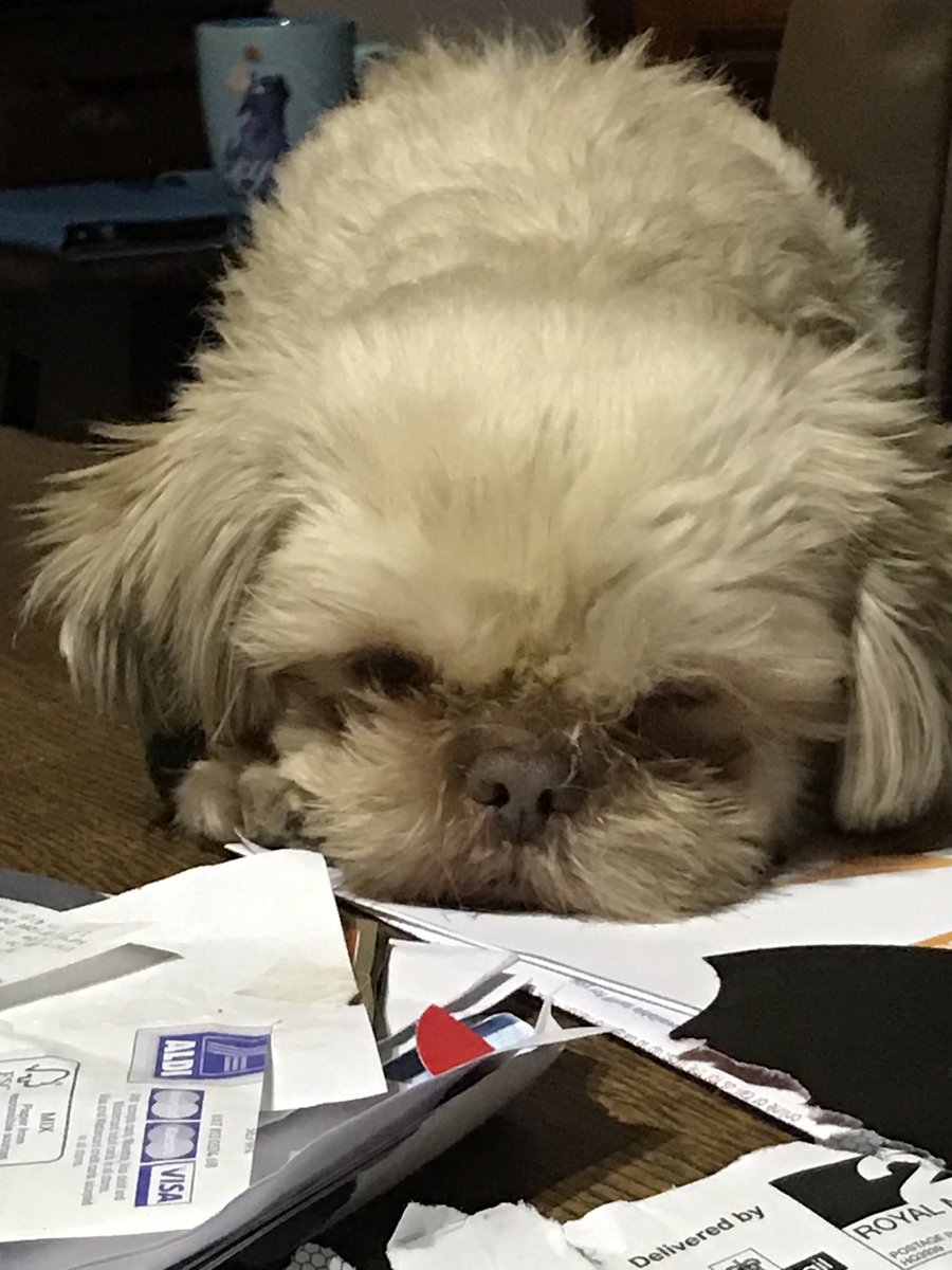 DinsdaleKatie's tweet photo. Im so sleepy doing all this paperwork. #pogdogs #rescuedog #dogs #dogsforlife #luvdogs #Mrfudge #dogslife #luvyourdog https://t.co/OyGlZBElVi
