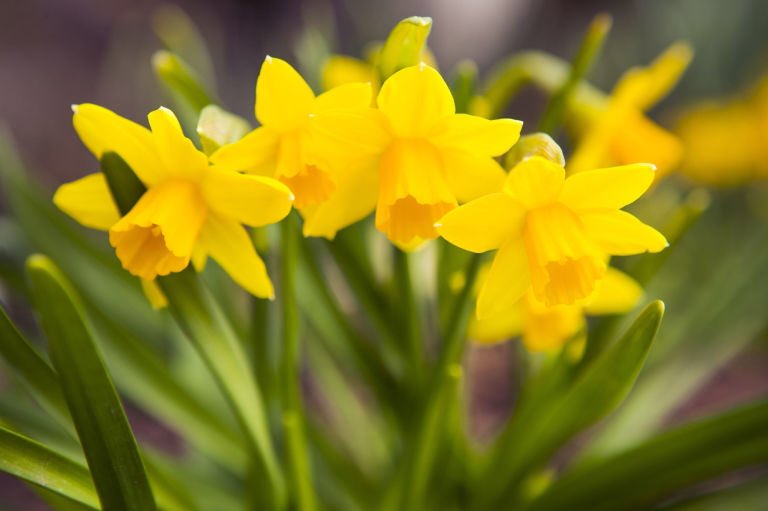 CarolBeard09's tweet photo. Dydd Gwyl Dewi Hapus.                            Happy St Davids Day https://t.co/erJokMX0BX
