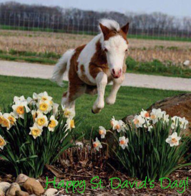 GHirst01's tweet photo. Happy St. David's Day! https://t.co/mskjY1WY8m