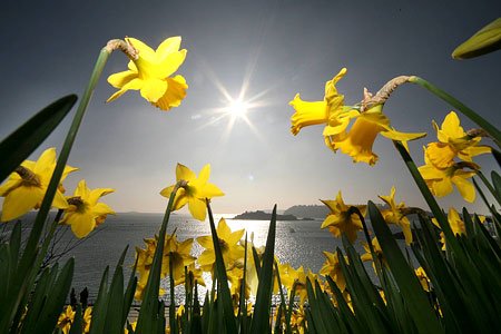 Good morning! Happy St. David's Day! :-) Bore da! Dydd dewi sant hapus i chi! 
#StDavidsDay 
#DyddGwylDewi #DyddDewiSant