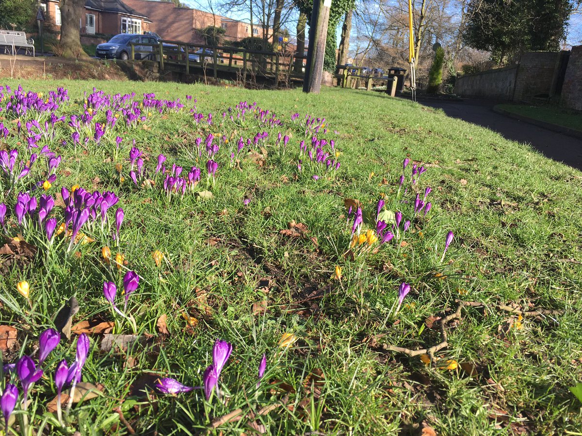 LevensideAssoc's tweet photo. #spring flowers on #Levenside #stokesley #northyorkshire ☀️ https://t.co/hatSD8VSSB