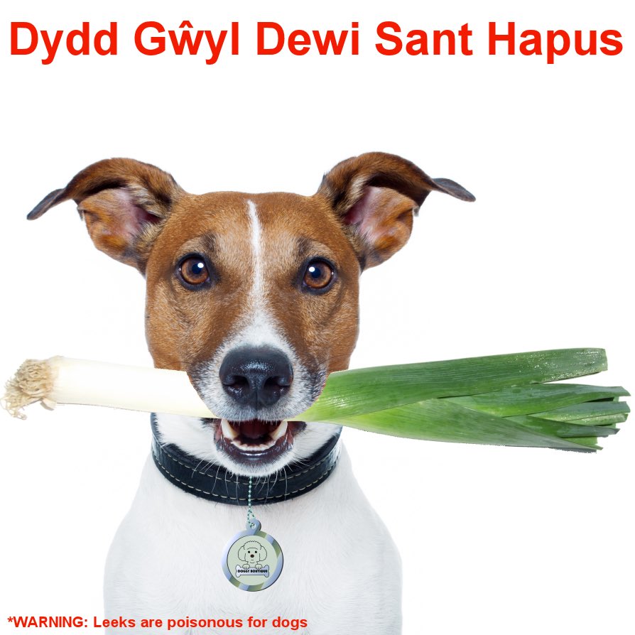 LlysNini's tweet photo. Dydd Dewi Sant Hapus Bawb. Happy St David's Day everyone remember leeks are poisonous to dogs and cats @RSPCA_Cardiff @SWEveningPost https://t.co/jGNqLsJBhH