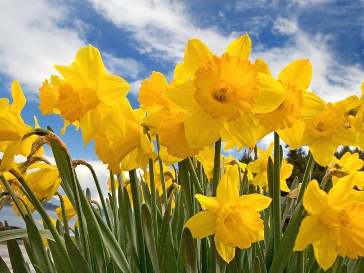 Happy St David's Day #BreconBeacons #HayOnWye