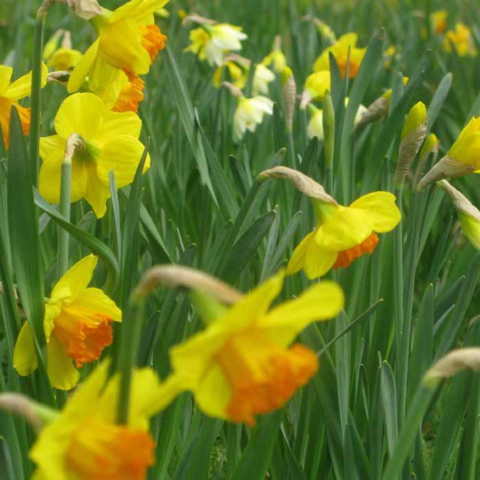 PenshurstPlace's tweet photo. It's a new morning and a new month and we're looking forward to soon saying goodbye to the frost and hello to Spring Bulbs! #March https://t.co/KSjqAlnMh1