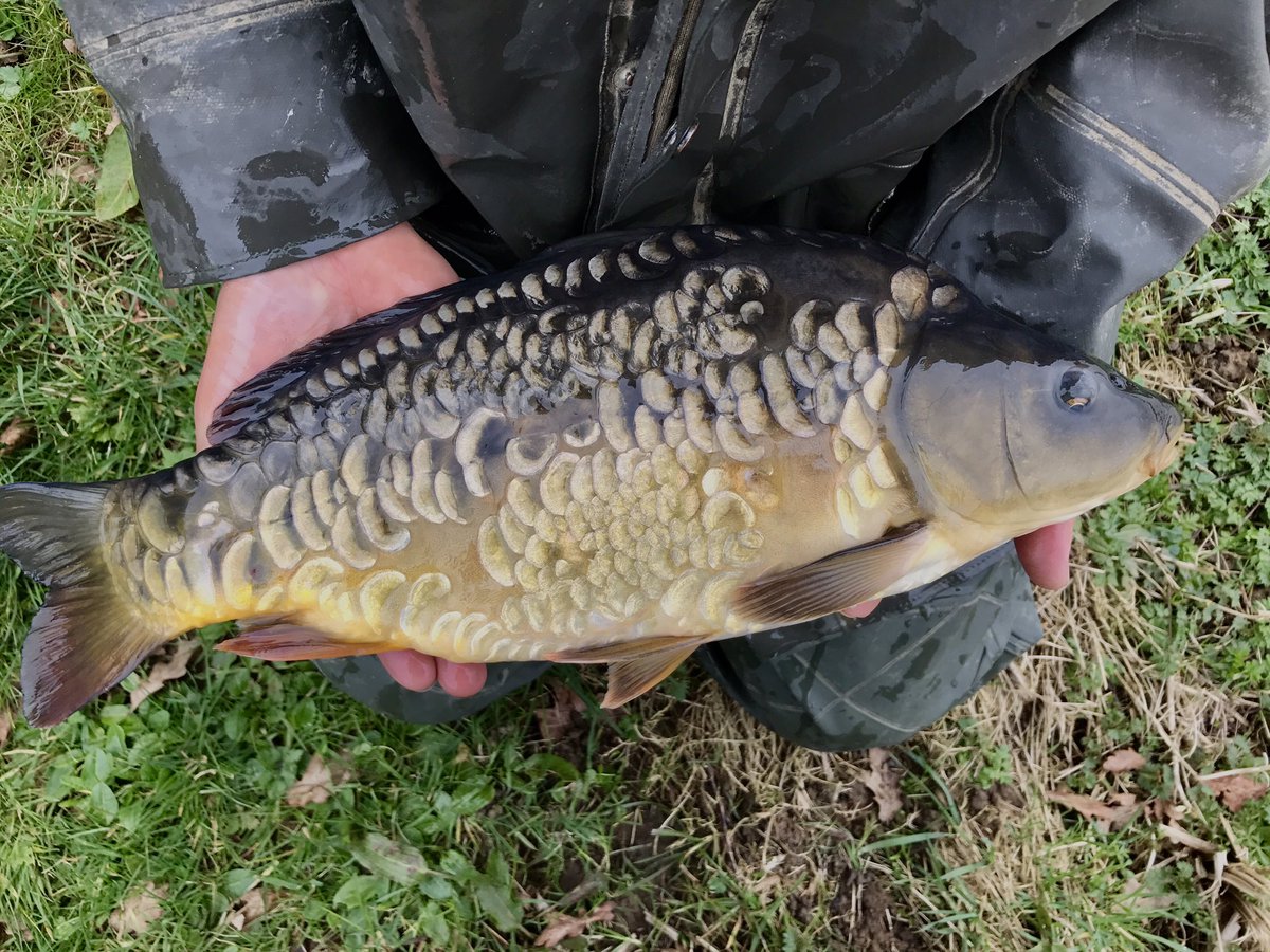 SScottFish's tweet photo. One of our future brood stock - I will spawn the stunning young female next year. #carp #happyfishfarmer #vsfisheries https://t.co/pskAJHZQJ5