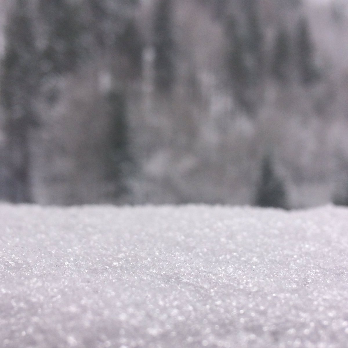Our new arrivals are in for a treat today! Plenty of fresh #powder to play with and a big chocolate cake back at the #chalet #flexiski 🌨❄️