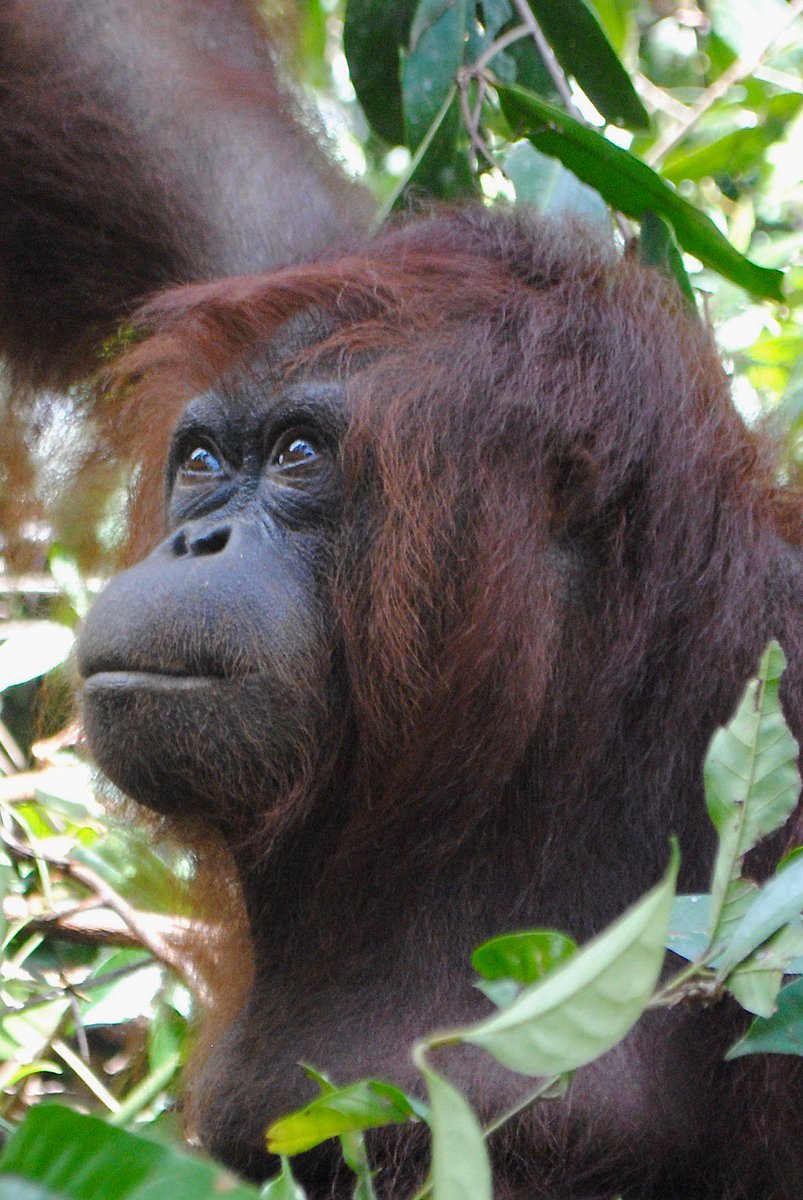 Wildborn ex-captive #orangutan,Patricia: gentle,sweet &amp; smart. Currently at OFI's CareCenter in #Borneo.On her way to life in the wild soon