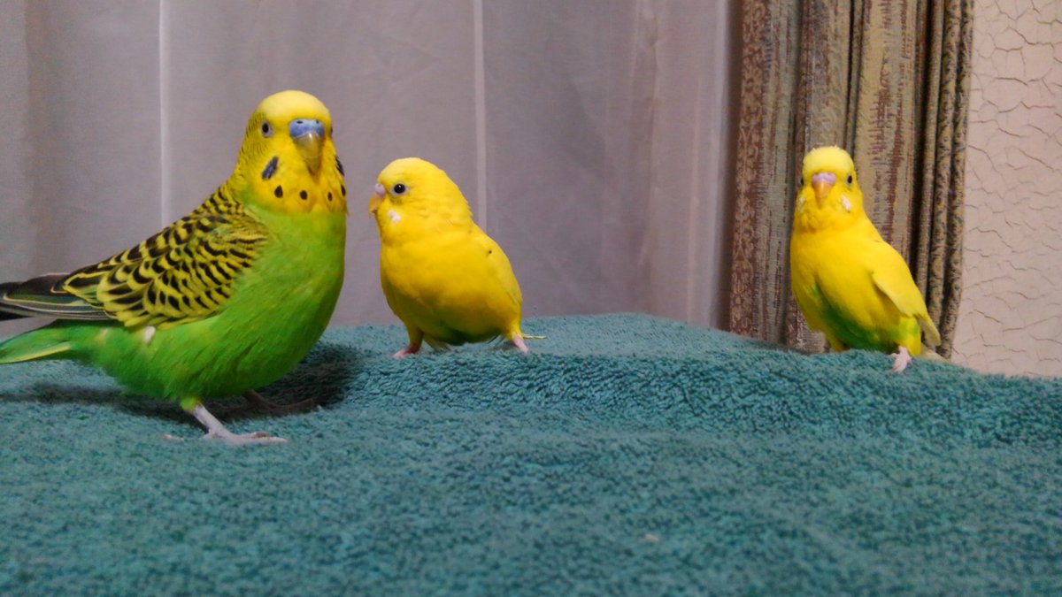 _Piyo_Acid_'s tweet photo. 今日のインコたち https://t.co/LWSXvQ6w4Y