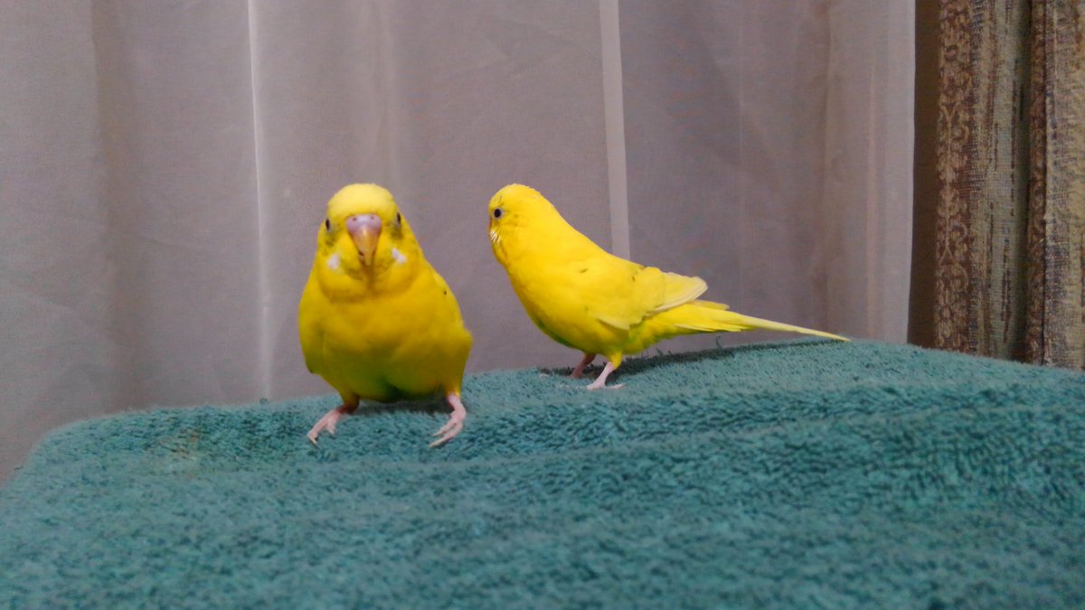 _Piyo_Acid_'s tweet photo. 今日のインコたち https://t.co/LWSXvQ6w4Y