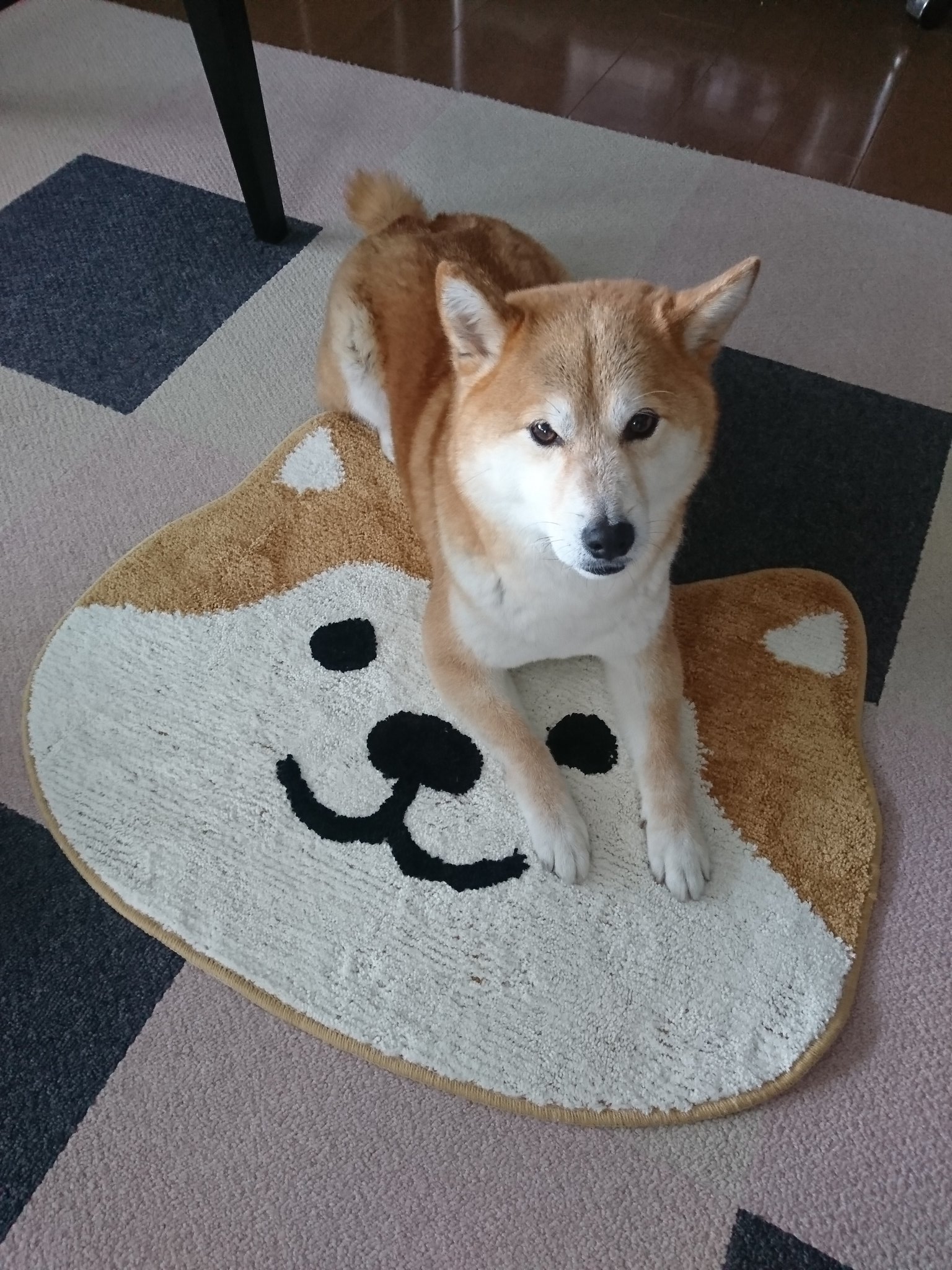 Koonie Yuta 秋田犬マットなんだって 赤柴に見えるよね しまむら 秋田犬マット 秋田 犬玄関マット 柴犬 T Co Amlu3g1eu6 T Co Qn4ksbyufu Twitter