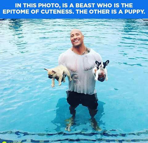 IchhapyaariN's tweet photo. Hit ‘RT’ if you love ‘The Rock’. Also, if you like puppies too. https://t.co/SbU6tYXdDq