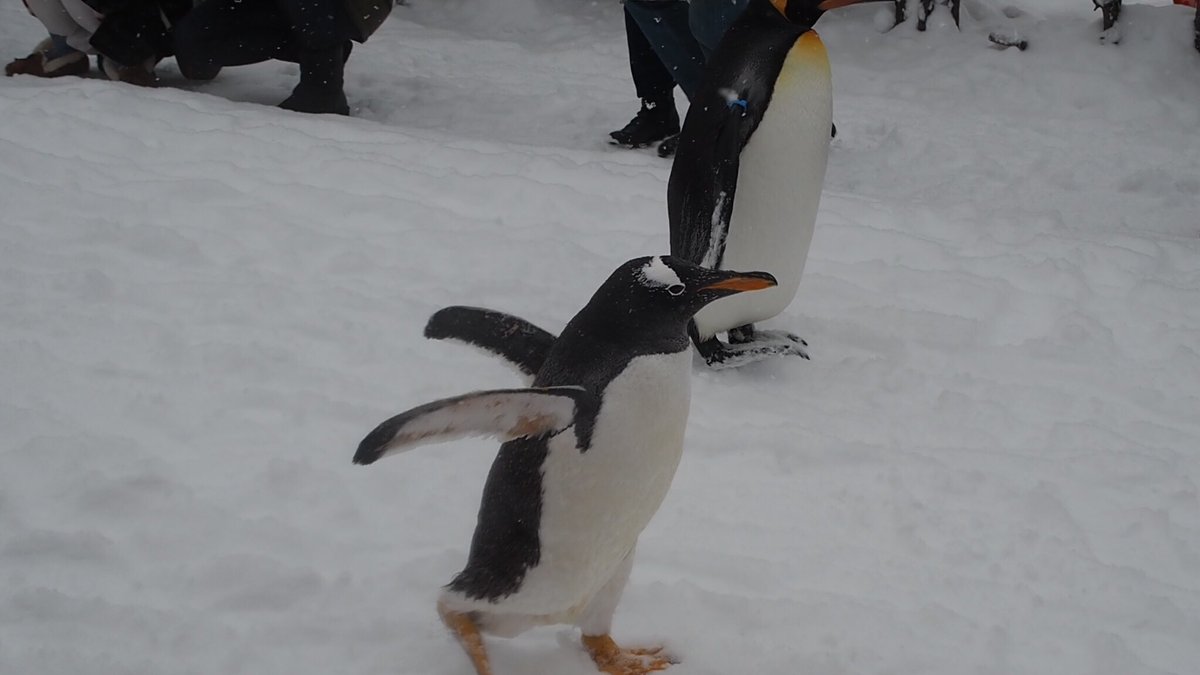 ペンギンの散歩でのジェンツーペンギン 開幕ダッシュからの疲れてヘトヘトになる姿がかわいすぎ Togetter ペンギンの散歩でのジェンツーペンギン 開幕ダッシュからの疲れてヘトヘトになる姿がかわいすぎ Togetter