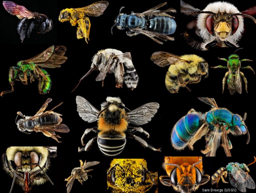 biotweeps's tweet image. 20,000+ species of bee in the world, but &amp;lt;5% of them are "eusocial" like honeybees and bumblebees, the rest are solitary bees! (Sam Droege)