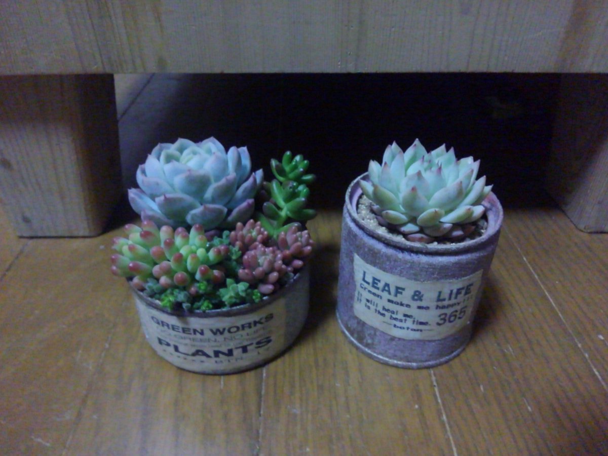 すべての美しい花の画像 50 素晴らしいコーナン 多肉 植物