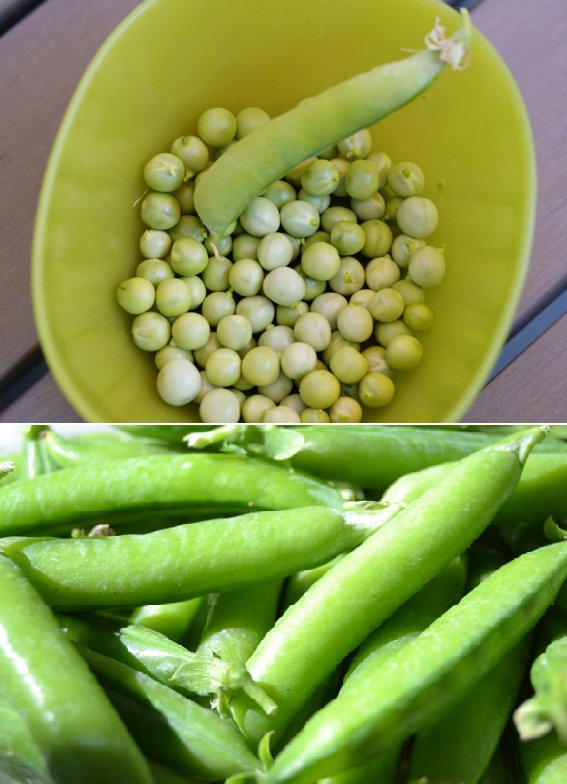 ECO_mercae's tweet photo. #Guisantes o arvejas para cuidar la visión, prevenir el #estreñimiento y el envejecimiento prematuro https://t.co/0xR5IPhtcT https://t.co/COl1BOK8Vq