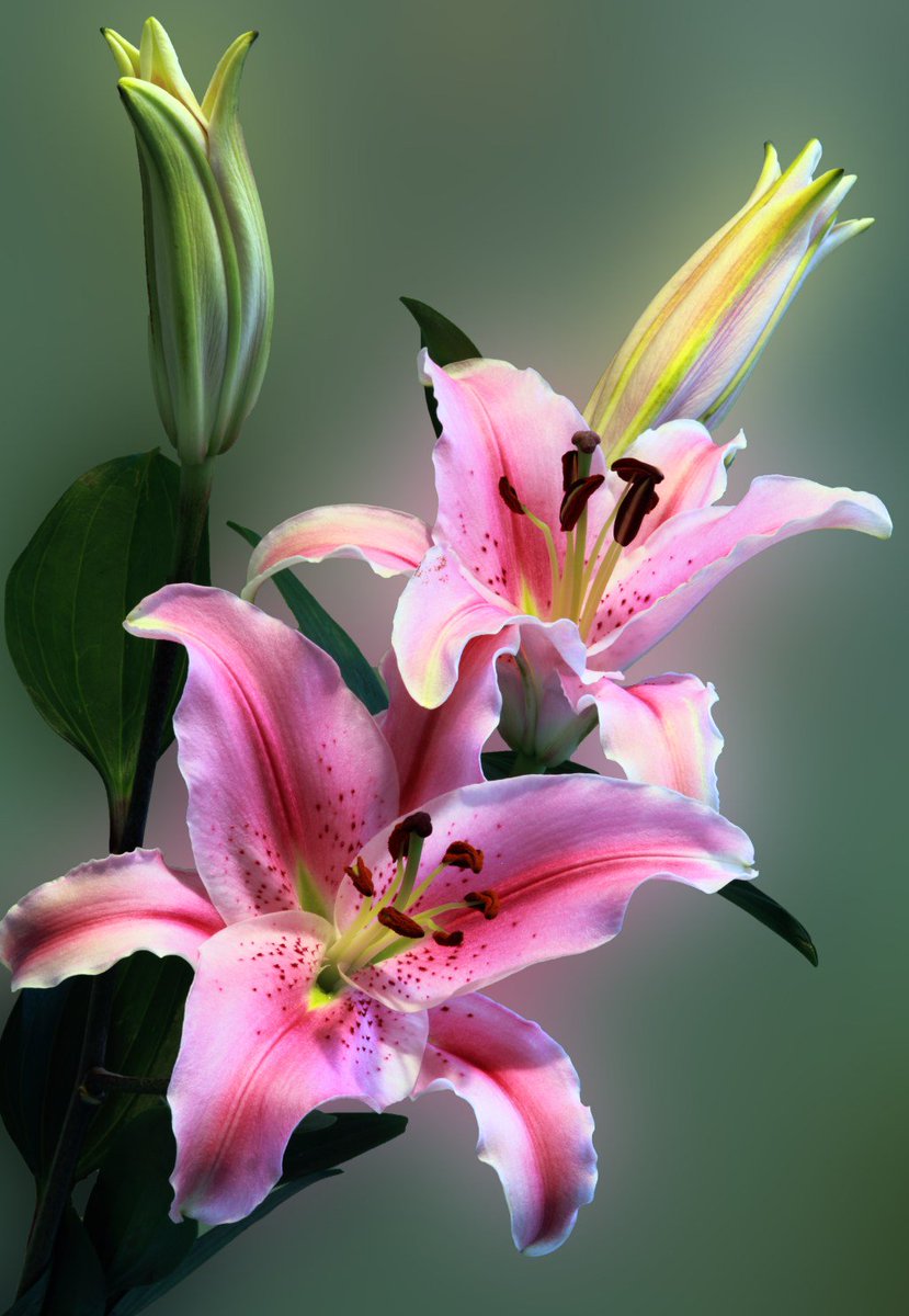 darkenedquill's tweet photo. Take a few seconds to read Abigail's latest poem, "Wilted!" https://t.co/rcX87bdiEd https://t.co/eOQYT5EoSb