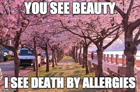 heyblans's tweet image. #SpringIn5Words I see death by allergies. #NOTMYSPRING