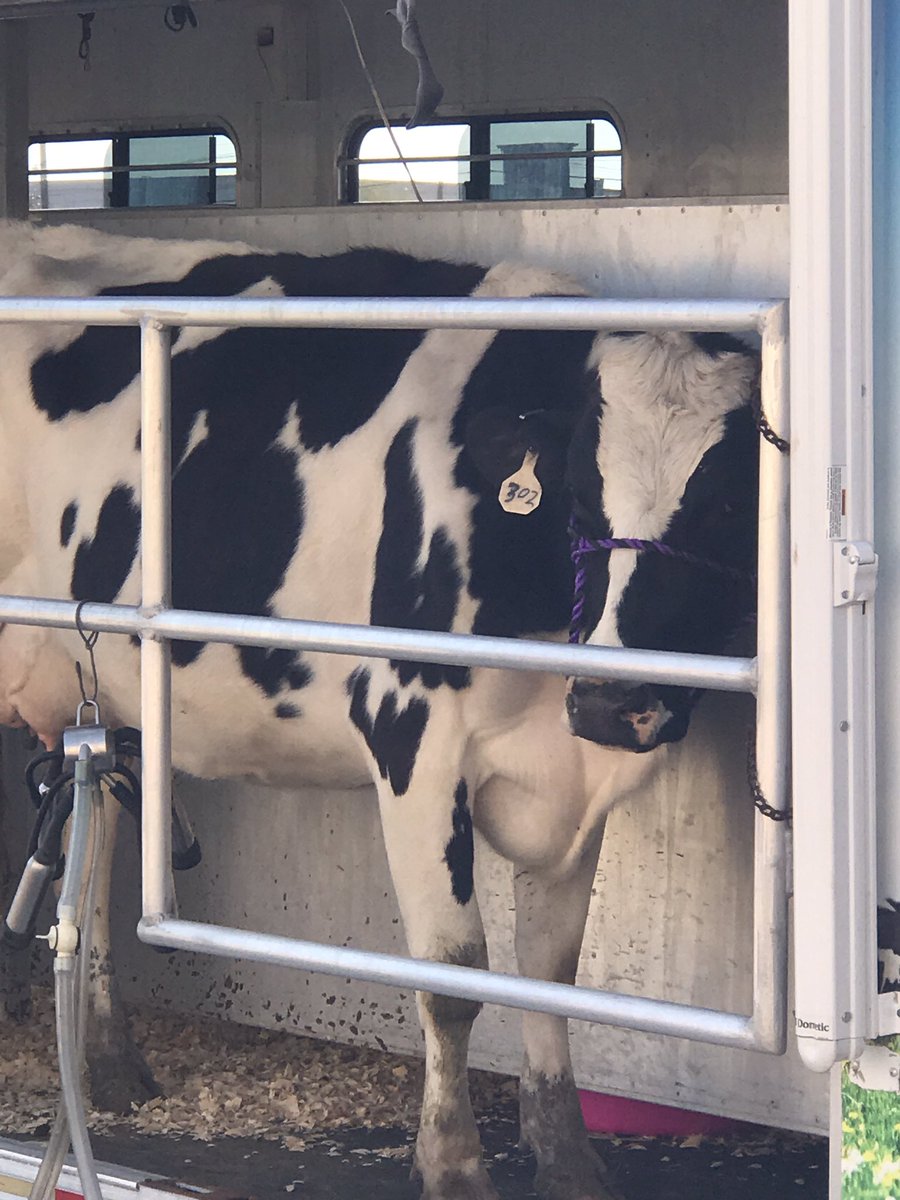 MrsKeensClass's tweet photo. Learning about milk from Katie Belle and #SouthwestDairyFarmers. @WoodwayElem https://t.co/X1v15gOBZU