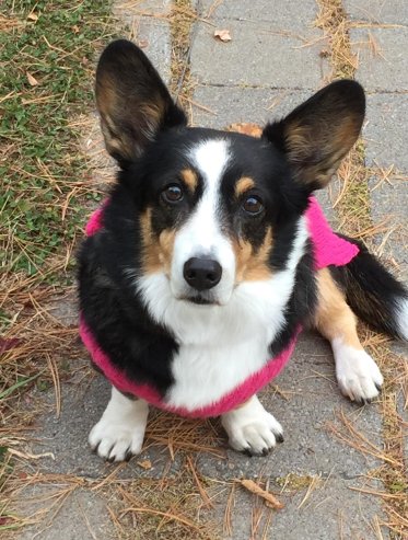 LittleLibArts's tweet photo. Dog-sitting this fluffernutter today. #Corgi #Corgtastic https://t.co/WdKDt6GEad
