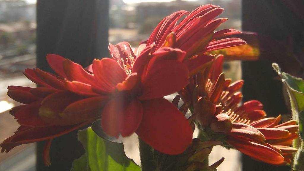 CintesDC's tweet photo. Les #Gerberes de la @verunavarro 🌸🌺🌼 #Flores #Flors #Flowers https://t.co/zxqfYIebL0