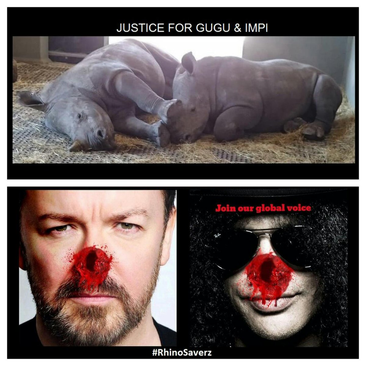 Protect_Wldlife's tweet photo. #SupportThulaThula - EMERGENCY funding needed for @ThulaThulaFund. Pls donate @ ️https://t.co/h4cyoMxnXa #RhinoSaverz @RickyGervais @Slash https://t.co/fInjhb06Aw