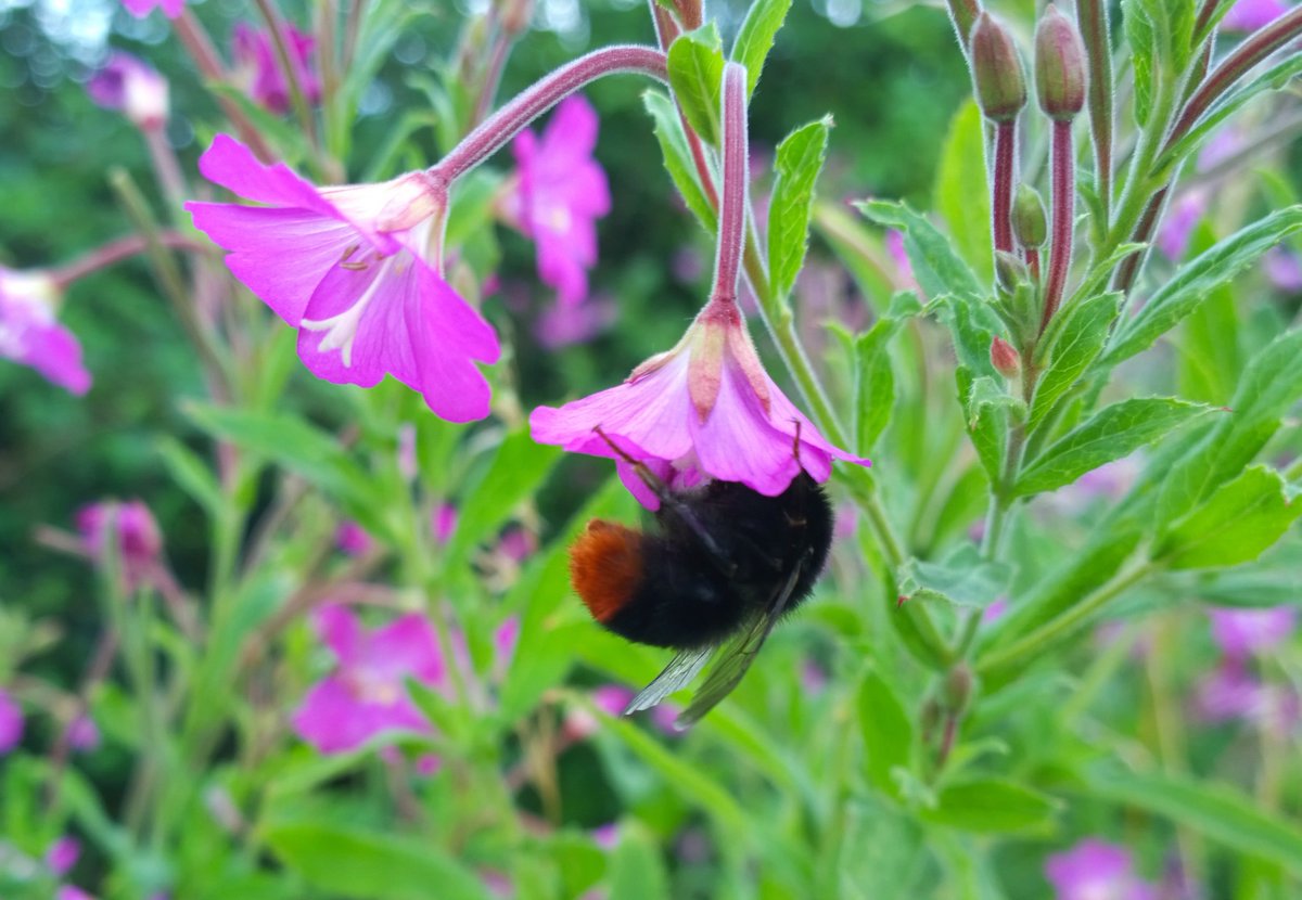 Blooms_For_Bees's tweet image. We'll be at the Coventry University Go Green Fair on Tuesday 7th March. Find out about our #bumblebee project and get a Pollinator Pot... 🐝🌺