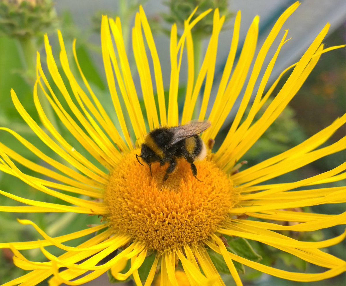 Blooms_For_Bees's tweet image. We'll be at the Coventry University Go Green Fair on Tuesday 7th March. Find out about our #bumblebee project and get a Pollinator Pot... 🐝🌺
