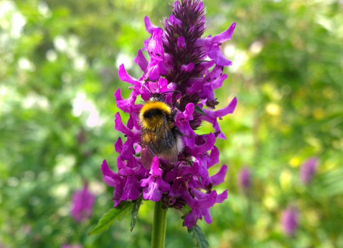 Blooms_For_Bees's tweet image. We'll be at the Coventry University Go Green Fair on Tuesday 7th March. Find out about our #bumblebee project and get a Pollinator Pot... 🐝🌺