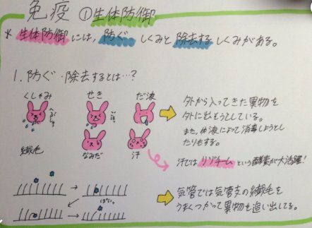 Clear 勉強ノートまとめアプリ オススメノート紹介 今回のオススメノートは ユウさんの 生物基礎 免疫 です 可愛くてカラフルなイラストと分かりやすい説明で自然と頭に内容が入ってきます 生物が嫌いな人でも楽しんで見ることができます Clear 勉強ノートまとめアプリ オススメノート紹介 今回のオススメノートは ユウさんの 生物基礎 免疫 です 可愛くてカラフルなイラストと分かりやすい説明で自然と頭に内容が入ってきます 生物が嫌いな人でも楽しんで見ることができます