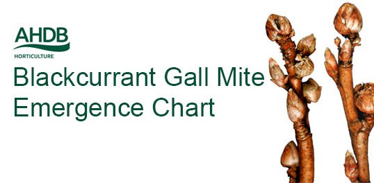 AHDB_Hort's tweet photo. Subscribe to the #blackcurrant #gallmite emergence charts for weekly updates: https://t.co/G0F5Poc77X https://t.co/Jln2hAHp4A