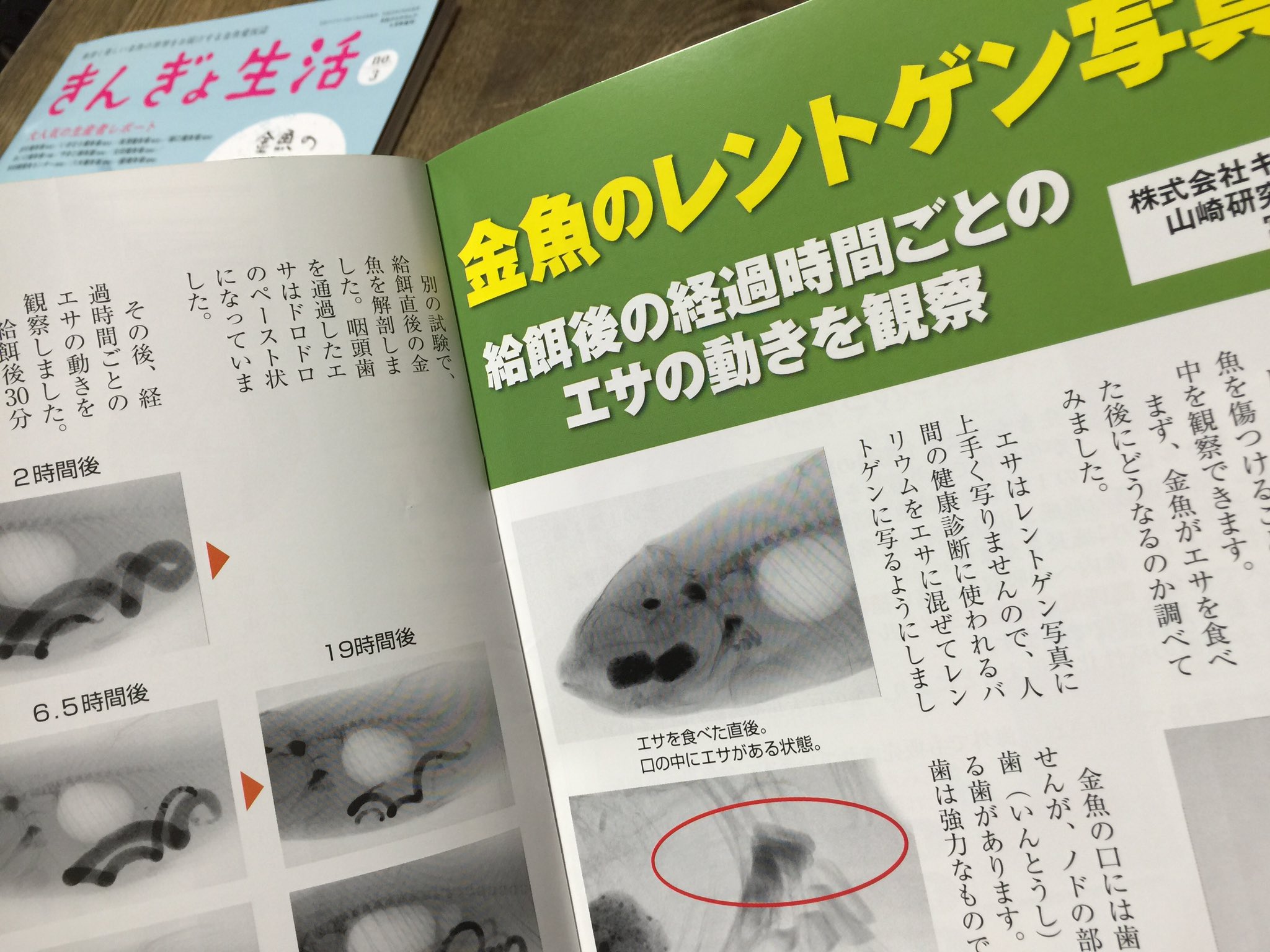 三宅ひよこ 鱗道 No Twitter 月刊金魚仲間のピンポンパールgoは 理想のピンポンパールの作り方 です 貴方も自分の理想の形の ピンポンパールを爆誕させてね という記事です その他キョーリンさんの金魚のレントゲン写真や やまと錦魚園代表で郡山金魚資料館館長 三宅ひよこ 鱗道 No Twitter 月刊金魚仲間のピンポンパールgoは 理想のピンポンパールの作り方 です 貴方も自分の理想の形の ピンポンパールを爆誕させてね という記事です その他キョーリンさんの金魚のレントゲン写真や やまと錦魚園代表で郡山金魚資料館館長