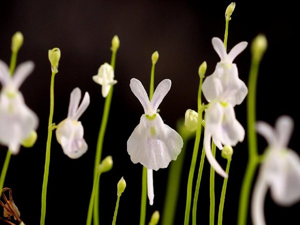 切ない花言葉 ウトリキュラリア サンダーソニー ウサギに似ていることから ウサギゴケ という別名を持つ花 花言葉は 夢でもあなたを想う